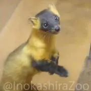 トロの画像