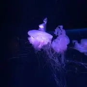 Kiyoの画像
