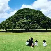気になる木の画像