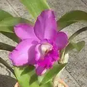 かこ　発送遅くなります