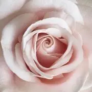 Miki⭐︎の画像