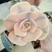 ✼✿咲桜✿✼様 専用 多肉植物 Flower show錦 葉挿し苗 - メルカリ