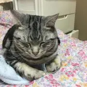 erikoの画像