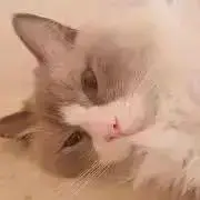 ぽち