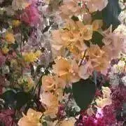 ribon_to_purinの画像