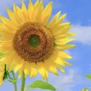 sunflower 【即購入ok】の画像