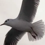 にく