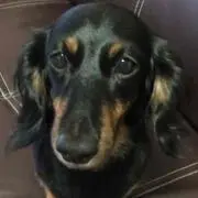 たけ