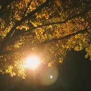 さるの画像