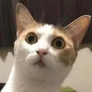 ネオロイヤル