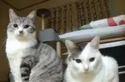 もりのの画像