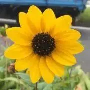 ちび（プロフ読んでね★）の画像