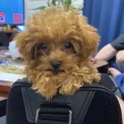 チャン