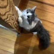 Kの画像