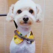 やっちんの画像