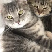 みあんの画像