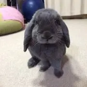 ラビッツの画像
