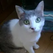 ネネママの画像
