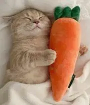 ねこまんまの画像
