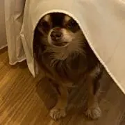 あずきパパ