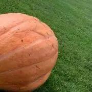 かぼちの画像