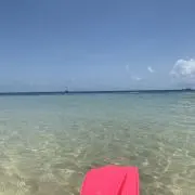 さくらの画像