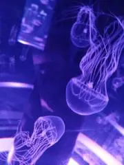 さきの画像