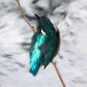 豆の画像
