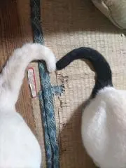 白銀のにゃちっ