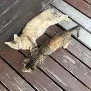 りの画像