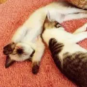 ちゃその画像