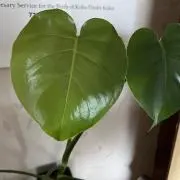なおの画像
