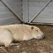 cocoの画像