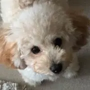 kuu