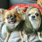みかん