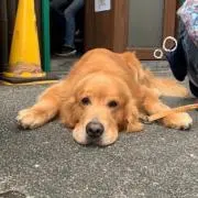 kの画像
