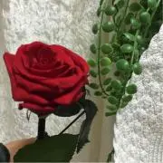 roseloveの画像
