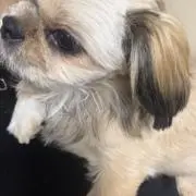 ちゃちゃの画像
