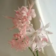 LALAの画像