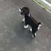 マ