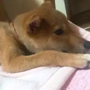 Genchan