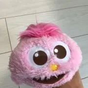 フォニの画像