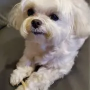 かりんちゃんの画像