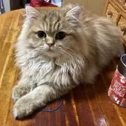 Image of ★RYOちん良いねご遠慮下さい(_ _)