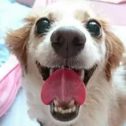 たるぅぷの画像