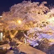 櫻井