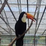 夏秋の画像