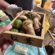 松茸の画像