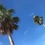 みんとの画像