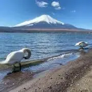 くーの画像